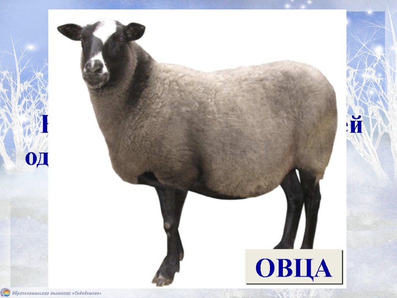 Не прядёт, не ткёт, а людей одевает. ОВЦА